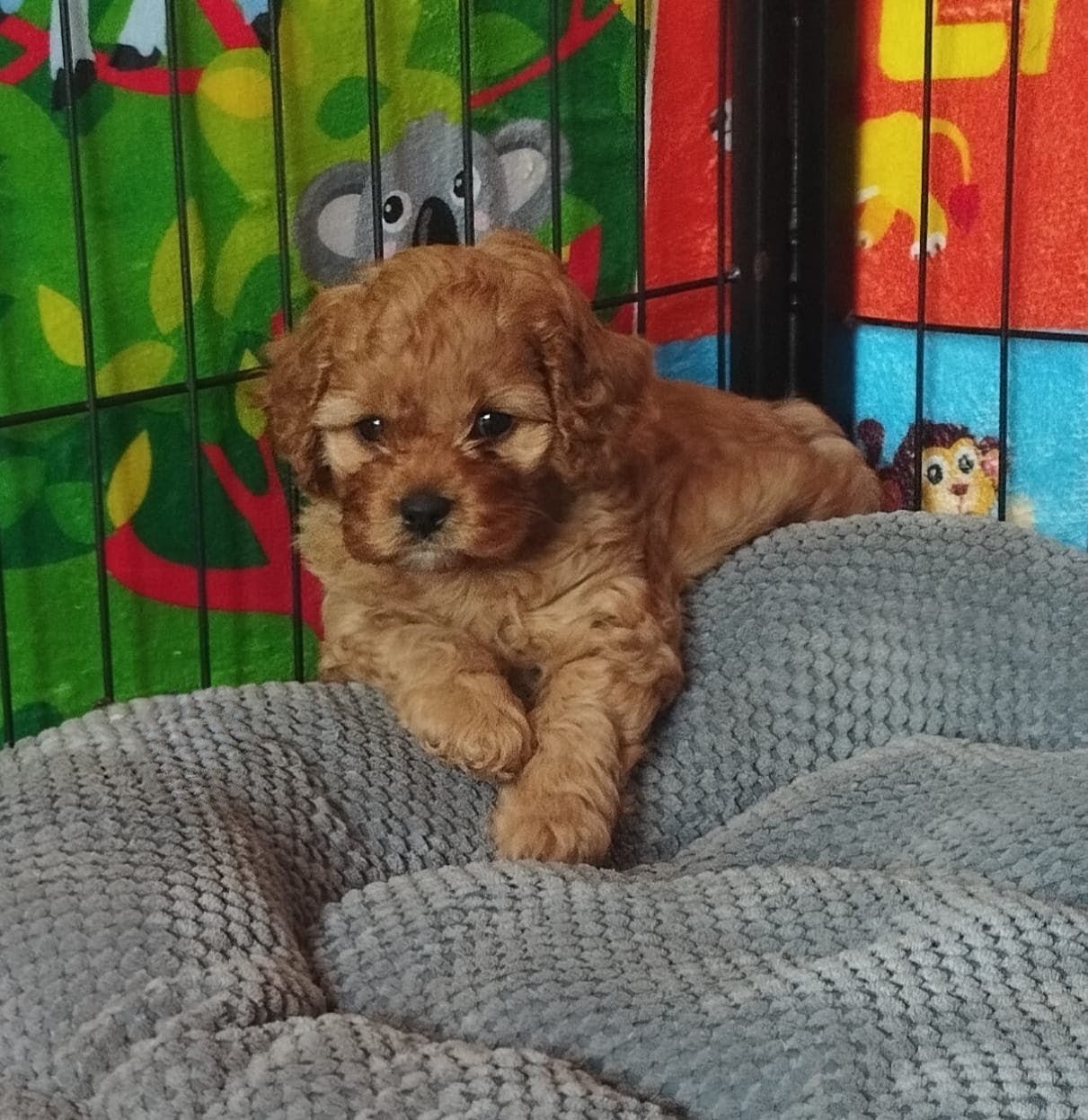Kira, a female Cavapoo F1 puppy
